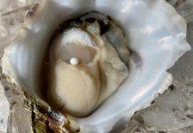 Chosen ones find tiny pearls at Turner’s