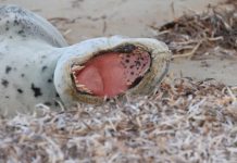 Antarctic predator sightings on the rise