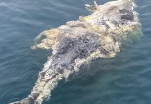 Sharks feed on dead whale