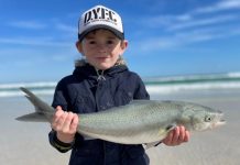 Taking the bait: Salmon caught in big numbers