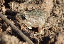 Frog spotted not invasive species