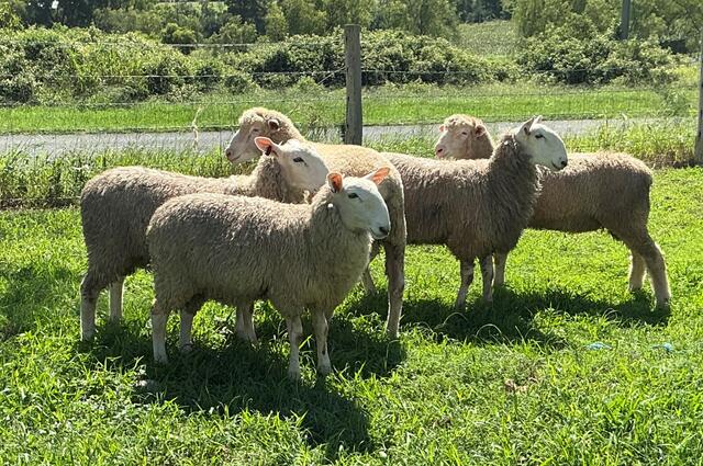 sheep_471408_01