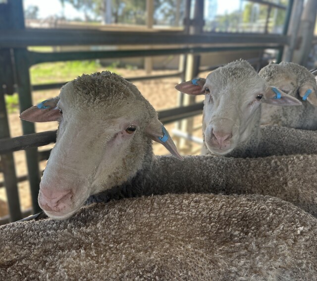 Sheep_409236_01
