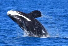 Support shown to EP Cruises