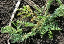 Potassium project to improve crop nutrition