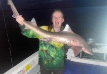 Frenchman’s for sharks