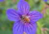 Updated tool aids growers protect pollinators and beneficial insects