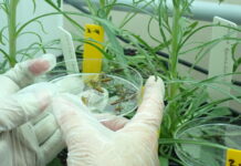 Weevil could be the answer to weed problem