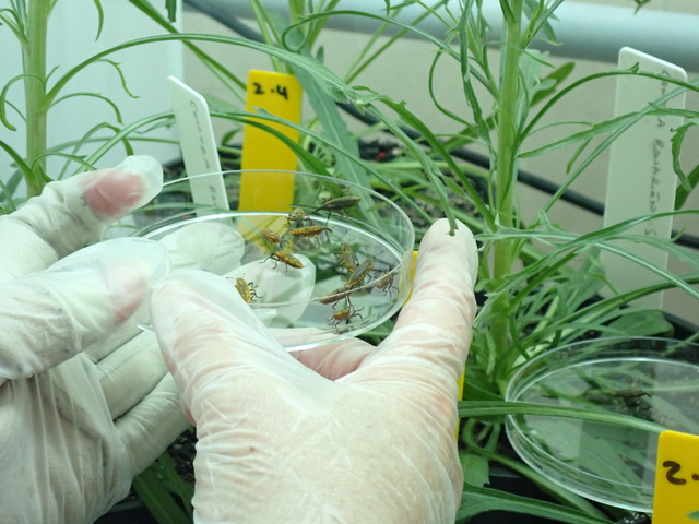 WeevilGRDC_512843_01