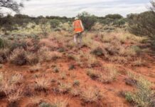 Funding supports buffel grass battle