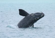 Meet the new boss, same as the old boss