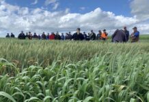 Proposals sought through Grain Adopt open call