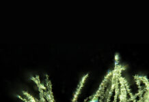 Study finds gene responsible for wheat with three ovaries