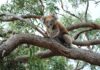 Explore koala sanctuary on Lower Eyre Peninsula