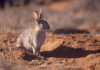 New feral rabbit resource boosts landholders’ control efforts