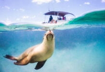 Experience the wild of Baird Bay