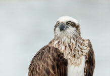 Community help saving endangered osprey