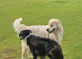 Old Dog, New Tricks: Making friends