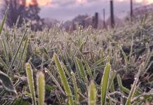Study finds frost still a prevalent factor
